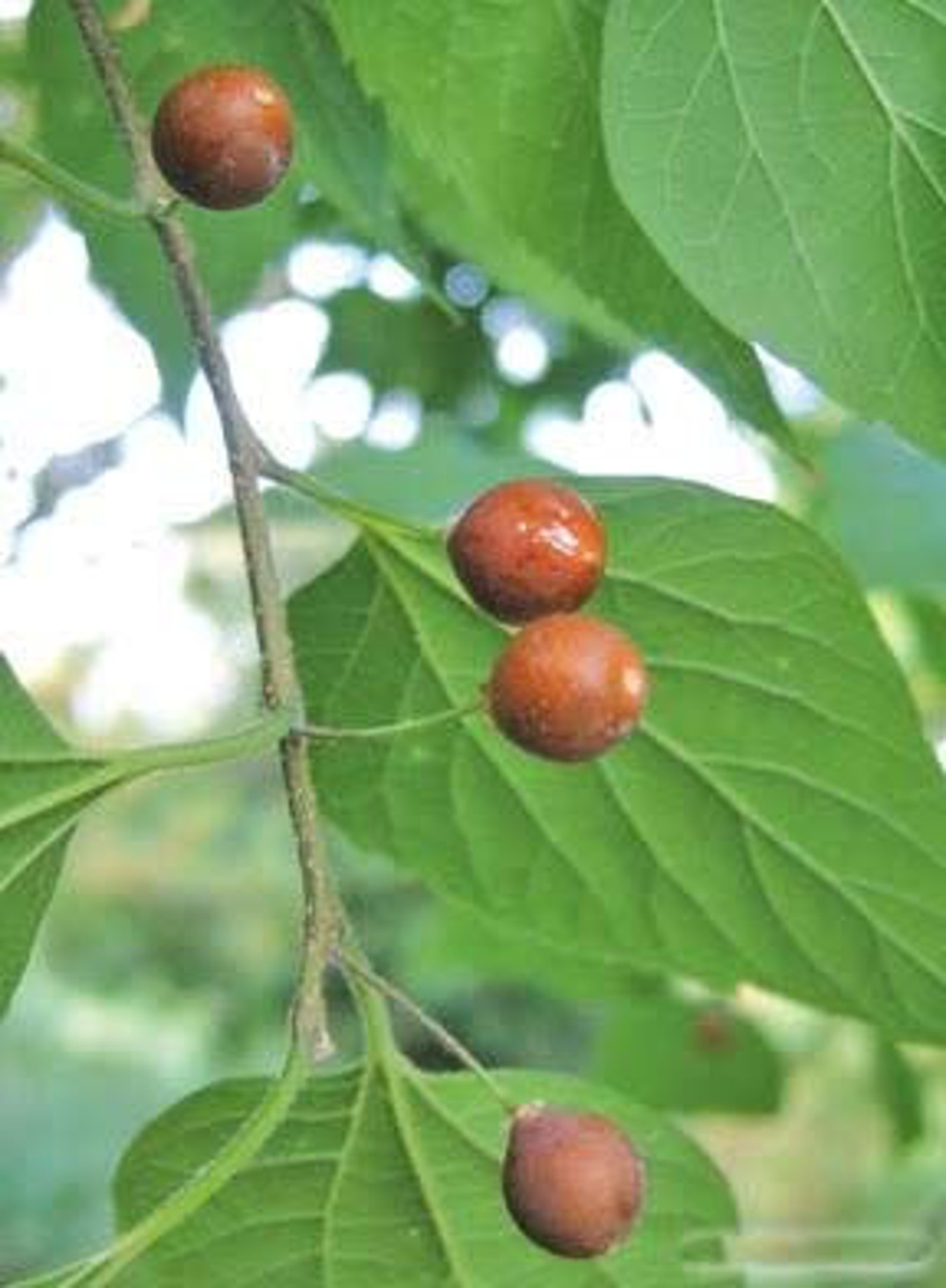 Oriantal Hackberry Tree 20 Fresh Seeds Celtis tournefortii Etsy