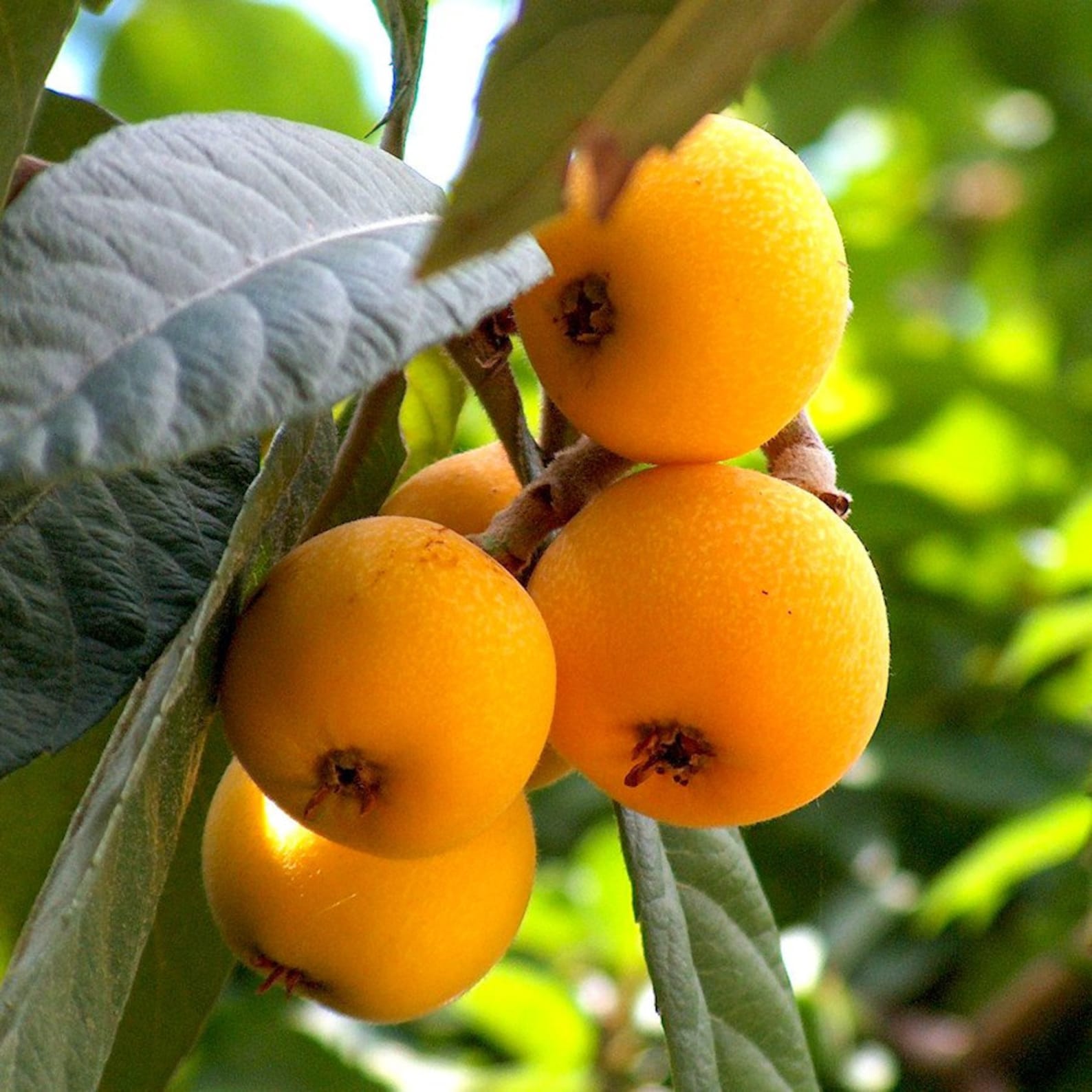 Loquat Japanese Loquat Eriobotrya japonica 5 Fresh Seeds Etsy