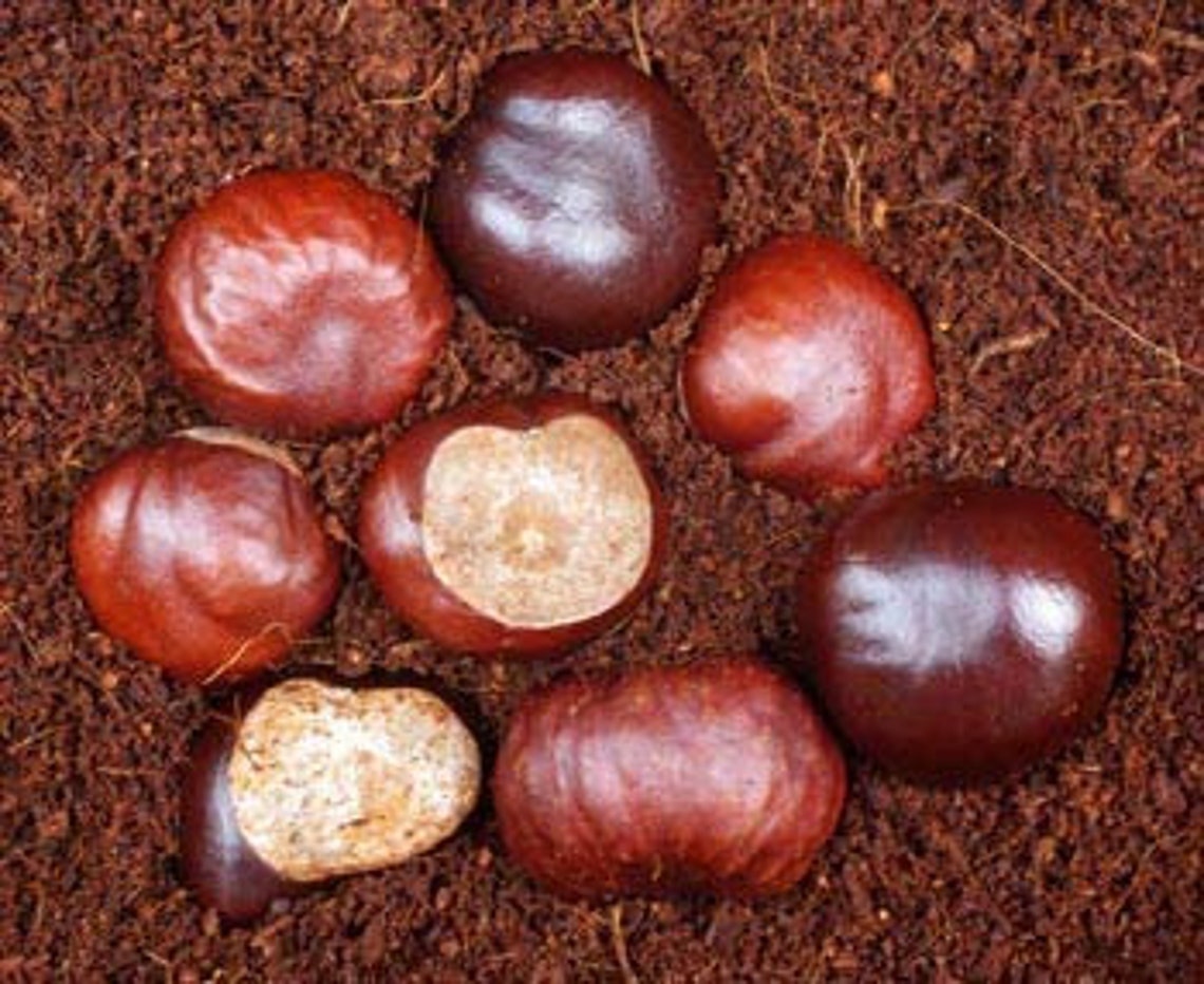 HorseChestnut Fresh 5 Seeds harvested 2020 Etsy
