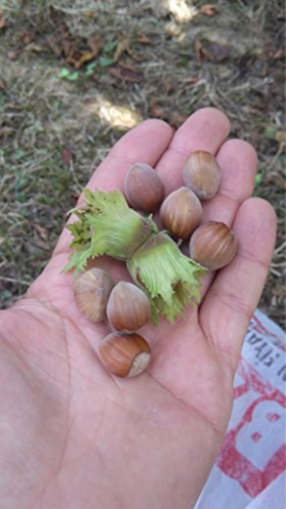 Wild Hazelnut Corylus avellana Tree 35 Fresh Seeds Etsy