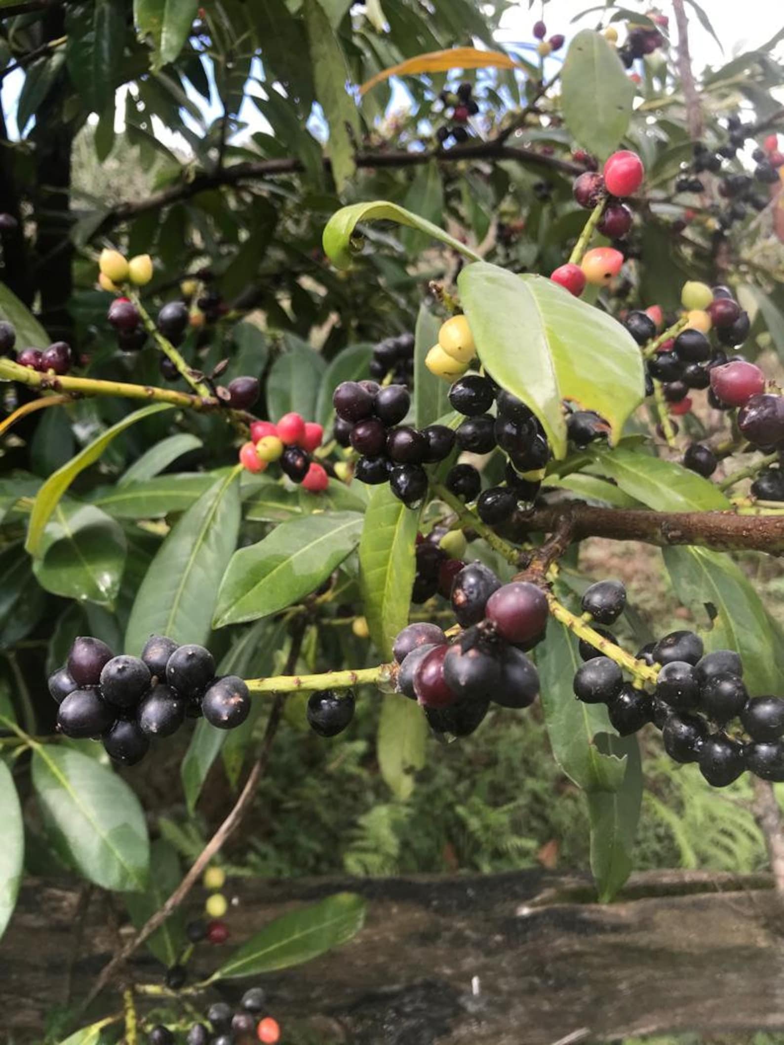 Cherry Laurel English Laurel Tree Prunus laurocerasus 50  Etsy
