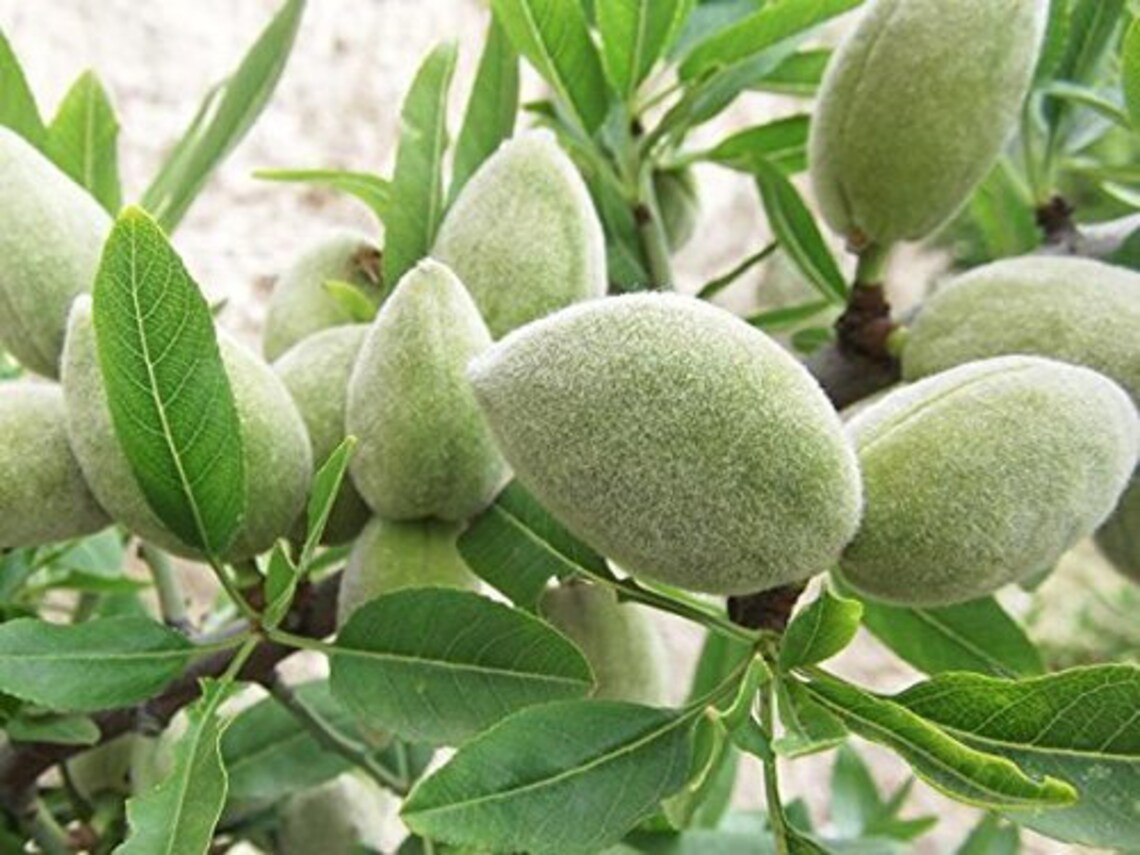 Bitter Almond Tree Prunus dulcis VAR. Amara 10 Fresh Seeds Etsy