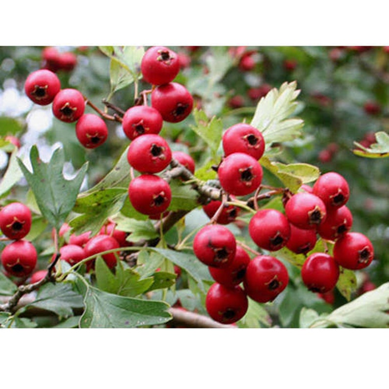 Red Hawthorn Crataegus douglasii Tree 50 Fresh Seeds | Etsy