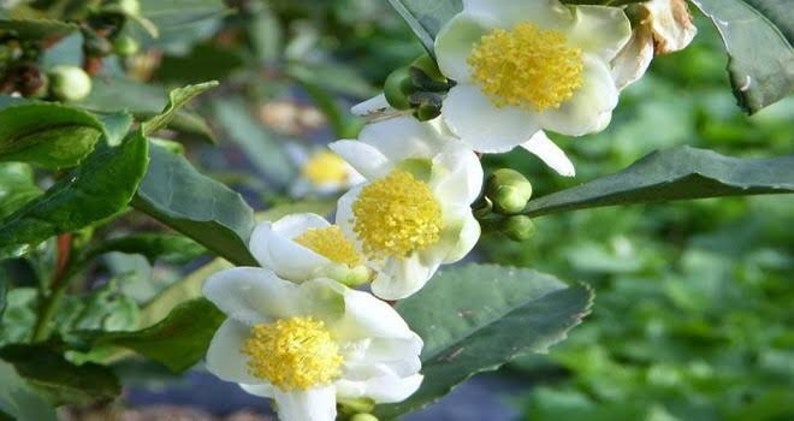 Schwarzer Tee Pflanzen Baum Camellia sinensis 50 frische Etsy