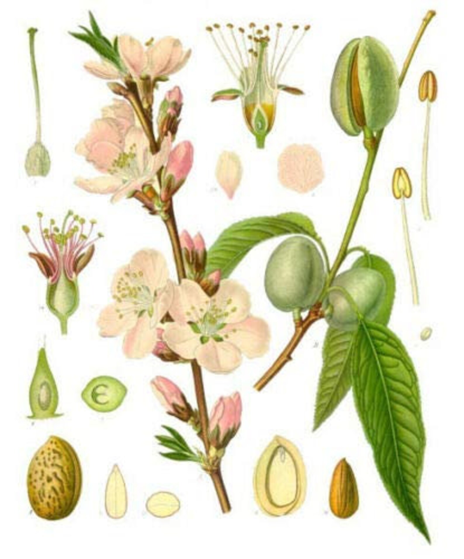 Bitter Almond Tree Prunus dulcis VAR. Amara 10 Fresh Seeds Etsy