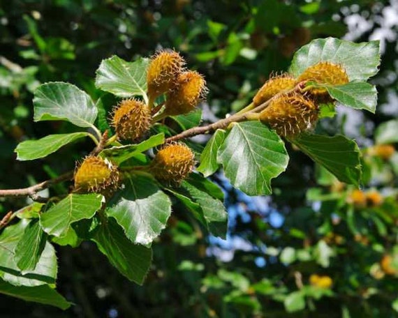 Beech Tree Fagus Sylvatica 10 Fresh Seeds Etsy Beech Tree Fagus Sylvatica 10 Fresh Seeds Etsy