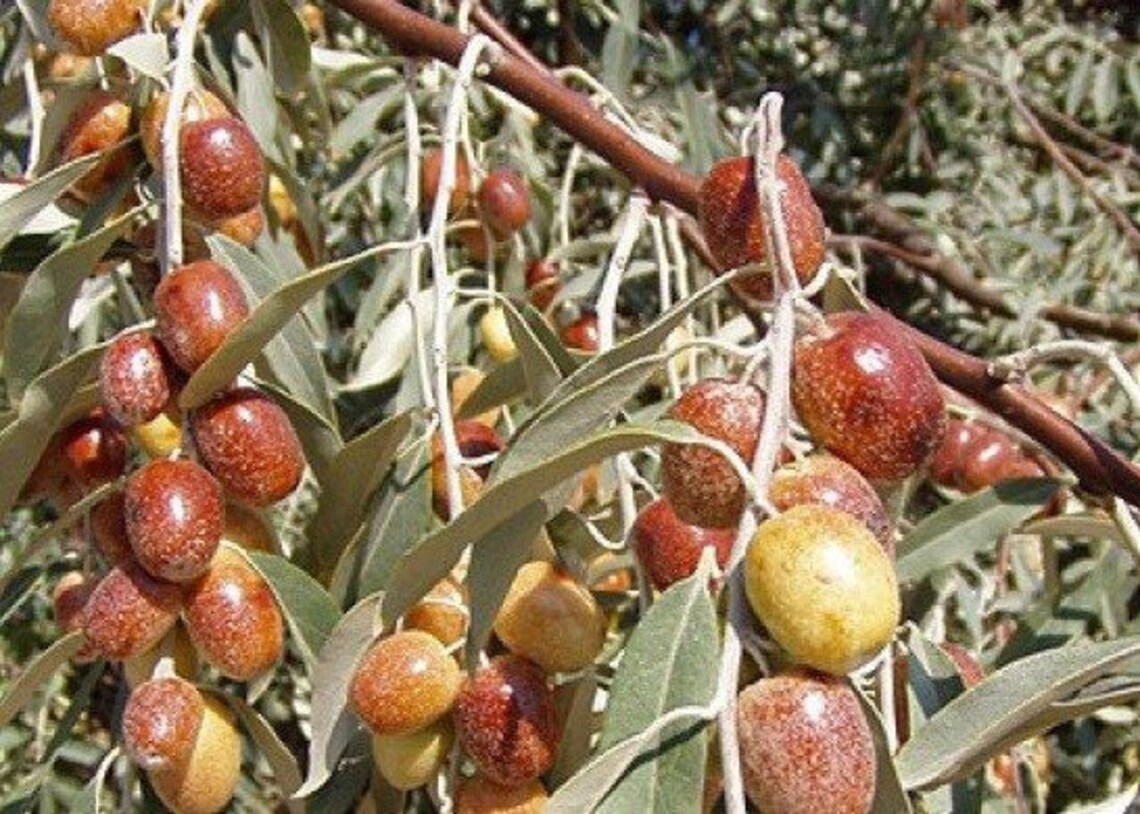 Baya de Plata Oliva Rusa Olivo Persa Elaeagnus Etsy