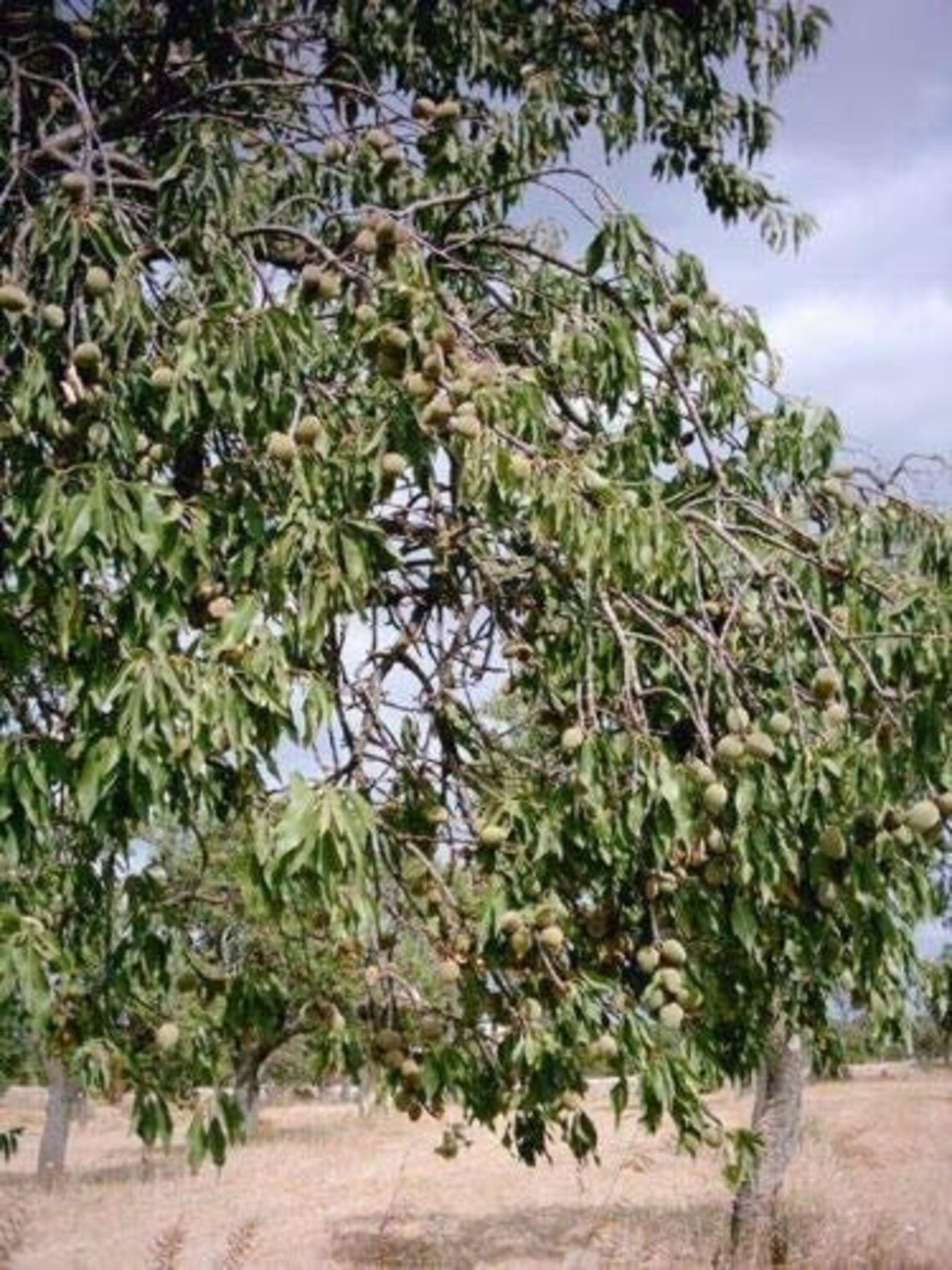 Bitter Almond Tree Prunus dulcis VAR. Amara 10 Fresh Seeds Etsy