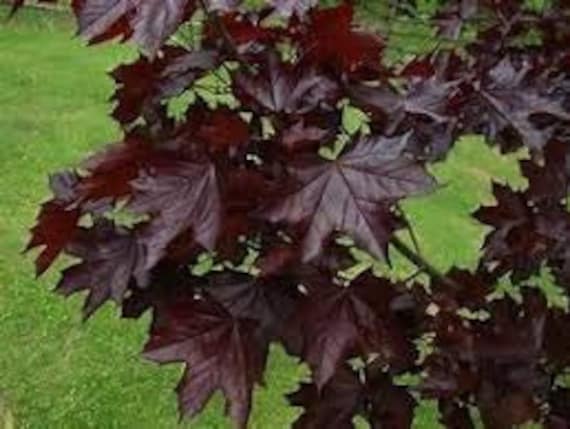 Acer platanoides Crimson King RED LEAVES Seeds!