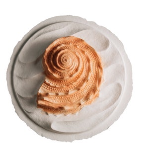Biodegradable Urn for Human Ashes / Water Burial Urn / Urn for Cremation / Biodegradable Cremation Urn / Oceanside Shell Coral W-305