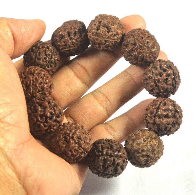 Rare Bracelet Jenitri Rudraksha seed Jumbo 25mm Natural Dark Brown Bracelet healthy.