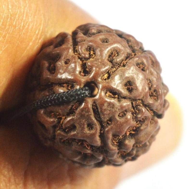 Rare Bracelet Jenitri Rudraksha seed Jumbo 25mm Natural Dark Brown Bracelet healthy.