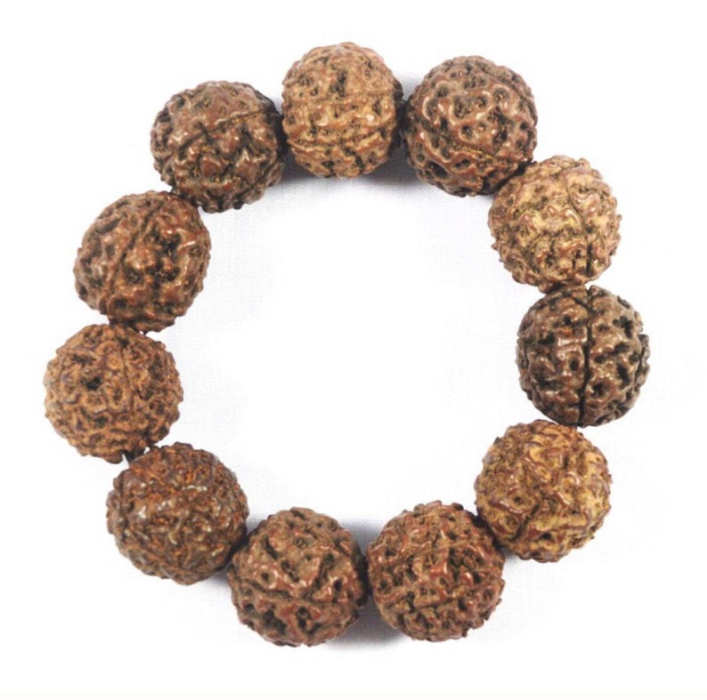Rare Bracelet Jenitri Rudraksha seed Jumbo 25mm Natural Dark Brown Bracelet healthy.