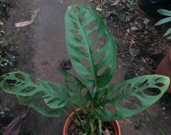 Monstera Esqueleto Epipremnoides Rooted Cutting 2 Etsy