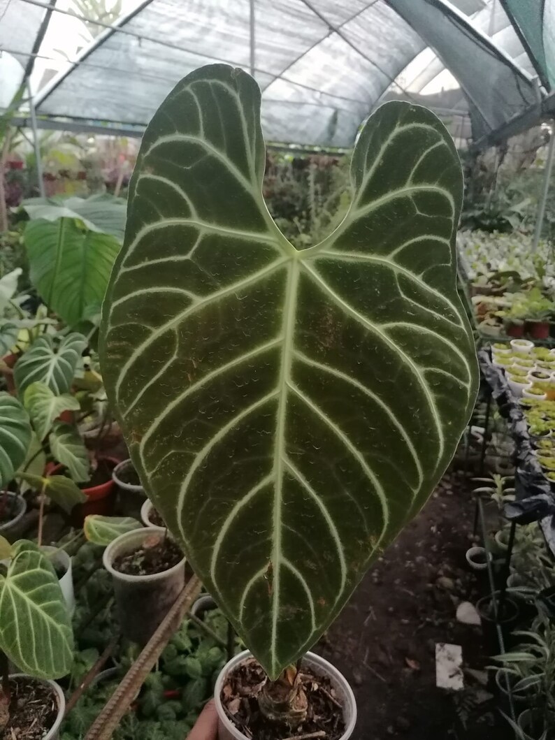 Anthurium Regale aus Peru verwurzelt seltene exotische Etsy