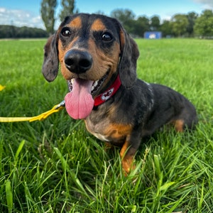 Puede incluir: Un dachshund negro y marr&oacute;n con un collar rojo y una correa amarilla est&aacute; sentado en un campo de hierba. El perro tiene la lengua fuera y est&aacute; mirando a la c&aacute;mara.