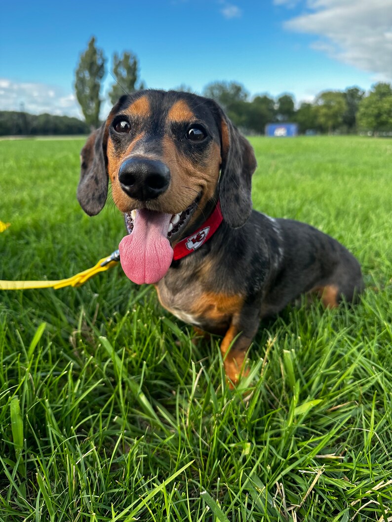 Puede incluir: Un dachshund negro y marr&oacute;n con un collar rojo y una correa amarilla est&aacute; sentado en un campo de hierba. El perro tiene la lengua fuera y est&aacute; mirando a la c&aacute;mara.
