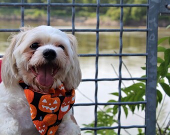 Glow in the Dark Halloween Pumpkin pet bandana - sur le collier