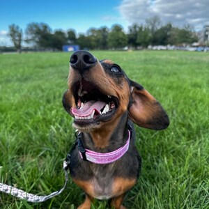 Puede incluir: Un dachshund negro y marr&oacute;n con un collar rosa est&aacute; sentado en un campo de hierba, mirando hacia arriba con la boca abierta y la lengua fuera.
