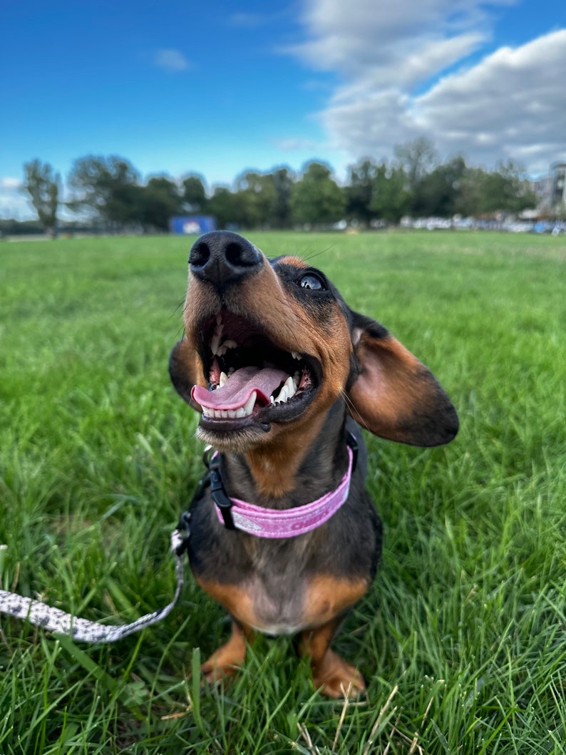 Puede incluir: Un dachshund negro y marr&oacute;n con un collar rosa est&aacute; sentado en un campo de hierba, mirando hacia arriba con la boca abierta y la lengua fuera.