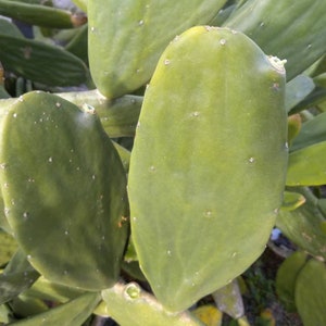 May include: Close-up of a prickly pear cactus with large, green, paddle-shaped leaves. The leaves have a smooth, waxy texture and are covered in small, white dots.