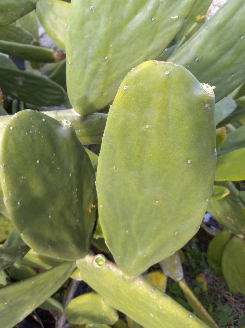 May include: Close-up of a prickly pear cactus with large, green, paddle-shaped leaves. The leaves have a smooth, waxy texture and are covered in small, white dots.