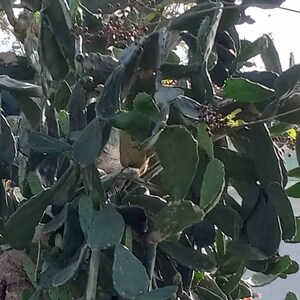 May include: A close-up of a prickly pear cactus plant with green, spiky leaves and small, dark purple fruits.