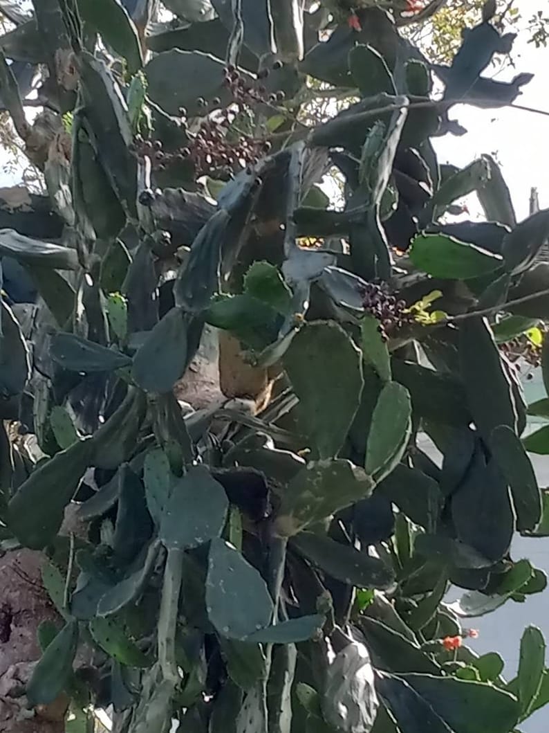 May include: A close-up of a prickly pear cactus plant with green, spiky leaves and small, dark purple fruits.