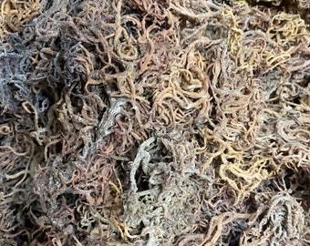 Gracilaria Red Algae (Sea Moss Alternative)