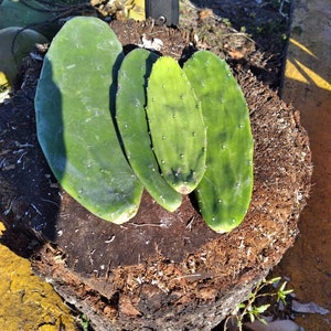 May include: Four green prickly pear cactus pads on a brown tree stump. The pads are different sizes and shapes. A black knife is lying on the stump.