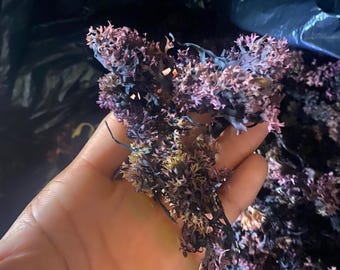 Irishmoss (Chondrus Crispus)