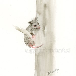Opossum Watercolor Painting, Original Watercolor Giclée Print by Elizabeth Galloway