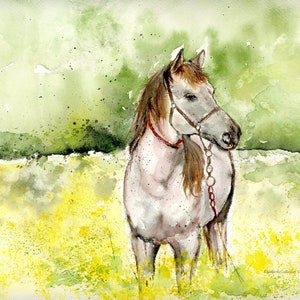 Pferd Blanko Grußkarte Original Kunstdruck