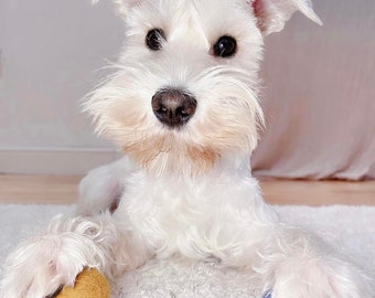 Handmade Wool Puppy Toy Balls - Natural Felt Toys, Set of 3
