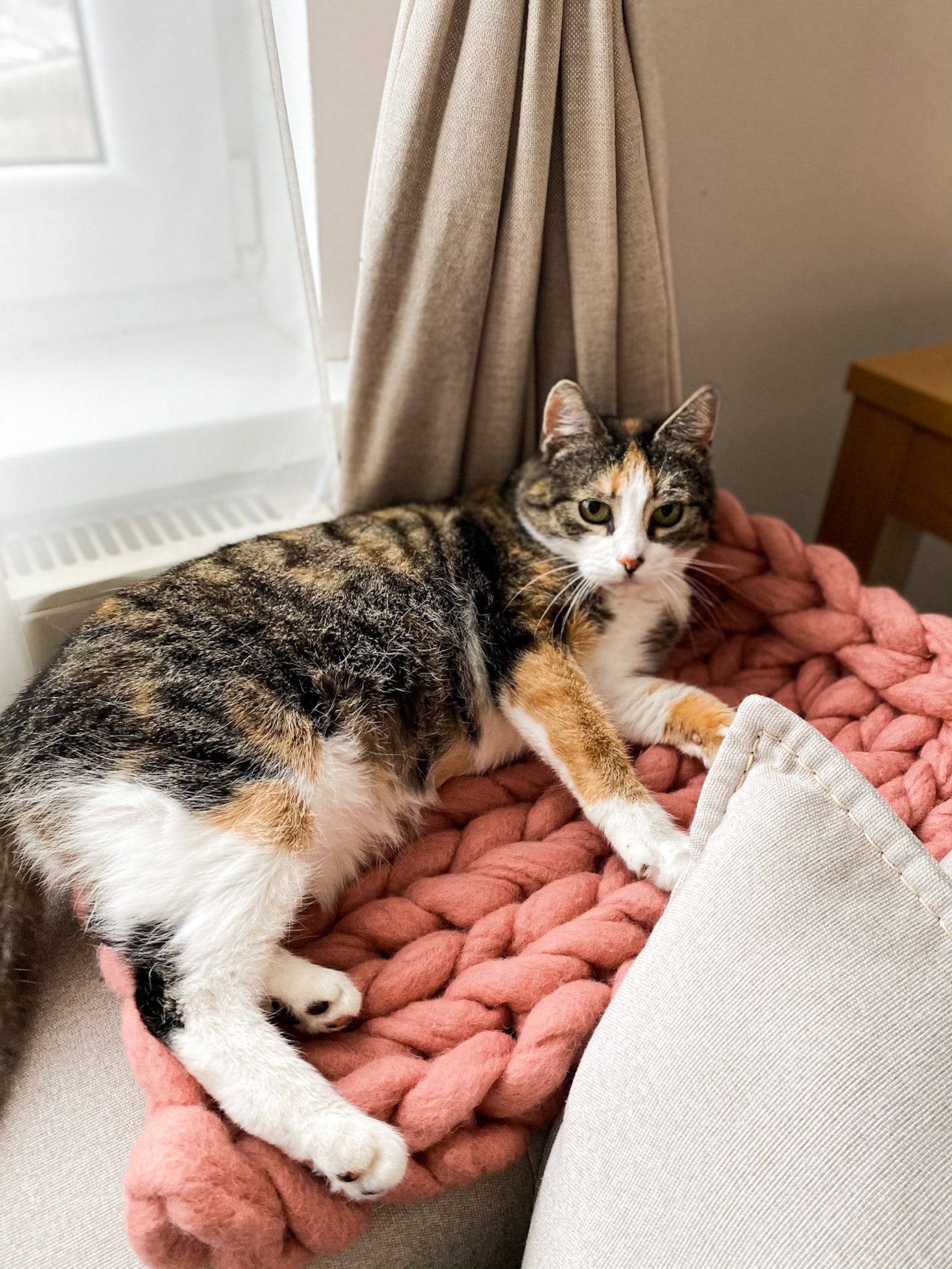 Cat BED BLANKET. Cat blanket. Cat WOOL bed. Cat Sleeping bed. Etsy