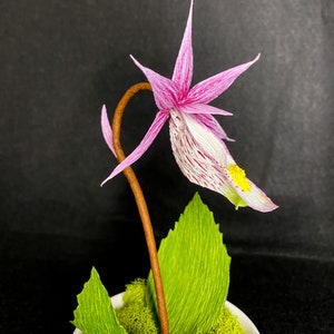 Potted Crepe Paper Fairy Slipper Orchid