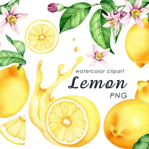 Zitronen Aquarell Clipart, Zitrus Clip Art, Früchte PNG, Sommer Zitronen Clip Art