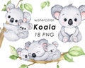 Koala watercolor clipart, cute koala png, nursery decor, baby shower