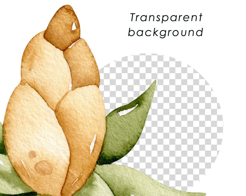 May include: A watercolor painting of a light brown flower bud with green leaves. The background is transparent.