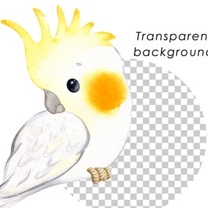 May include: A watercolor illustration of a white cockatiel with a yellow crest and orange cheek patches. The bird is perched on a branch and looking to the left. The background is transparent.