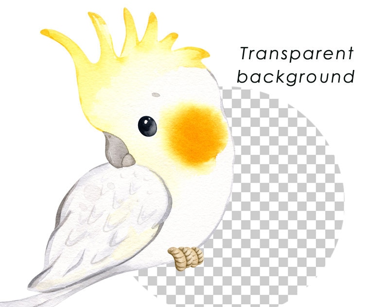 May include: A watercolor illustration of a white cockatiel with a yellow crest and orange cheek patches. The bird is perched on a branch and looking to the left. The background is transparent.
