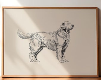 May include: A black and white line drawing of a golden retriever dog in a framed print. The dog is standing with its head turned to the right and its tail curled.