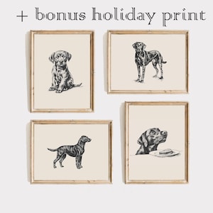 May include: Set of four black and white illustrations of Labrador Retrievers in various poses. The illustrations are framed in light wood frames and are displayed on a white wall.