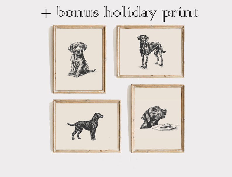 May include: Set of four black and white illustrations of Labrador Retrievers in various poses. The illustrations are framed in light wood frames and are displayed on a white wall.