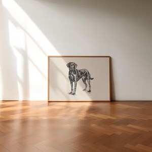 May include: A framed black and white illustration of a black Labrador Retriever standing in a neutral pose. The dog is looking directly at the viewer.
