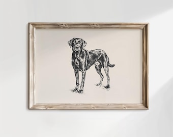 Black Labrador Retriever Print, Dog Vintage Drawing, PRINTED AND SHIPPED