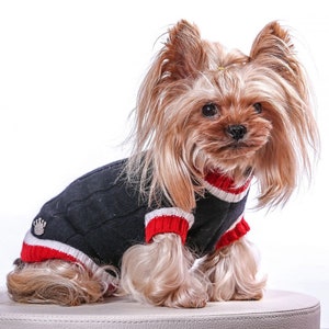 May include: A small, brown and white Yorkshire Terrier dog wearing a black sweater with red and white stripes. The dog is sitting on a white surface.