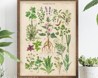 Vintage herbs print, herbs chart, botanical poster, kitchen wall art, herb types chart, antique style medicinal plants print