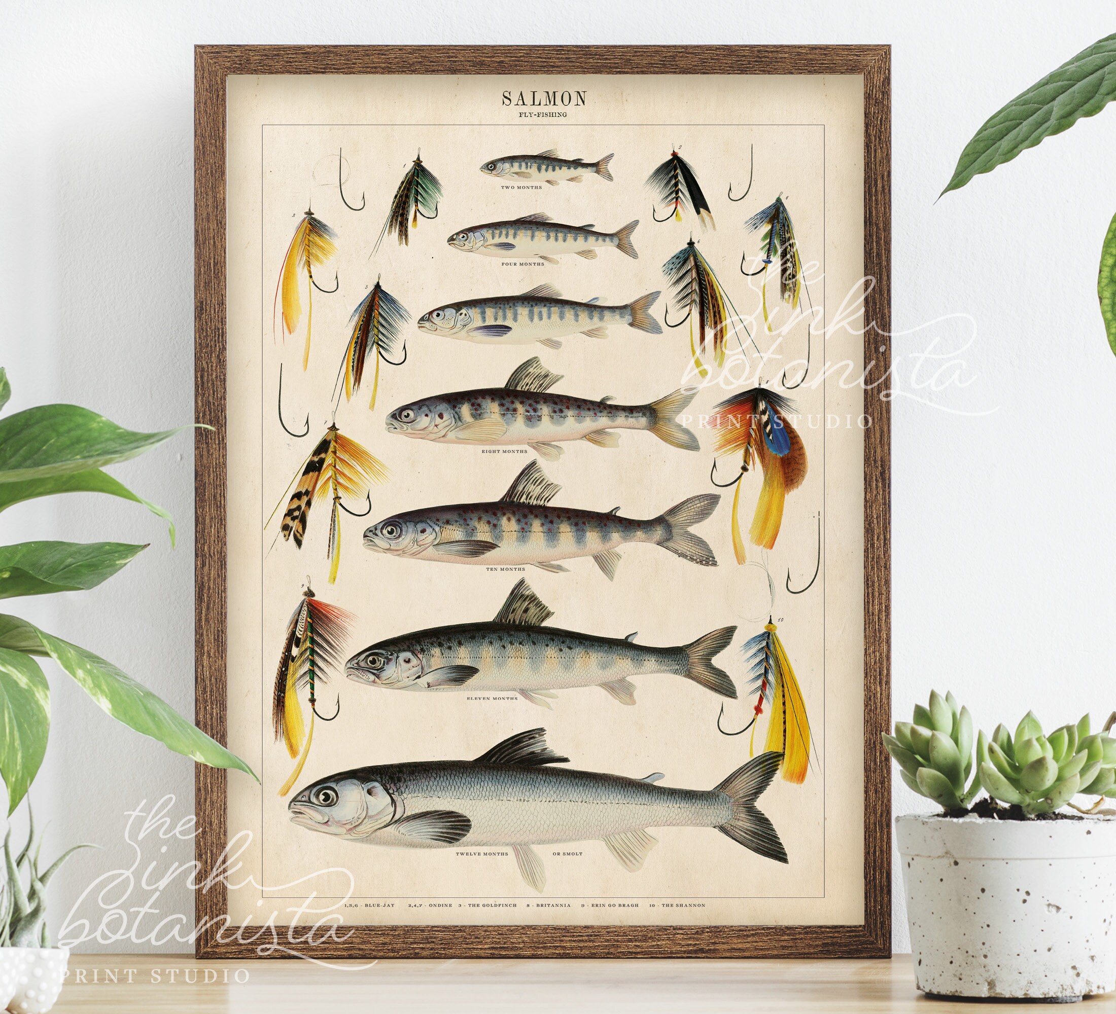 Vintage Salmon Poster Salmon Chart Print Fish Wall Art Fly Etsy
