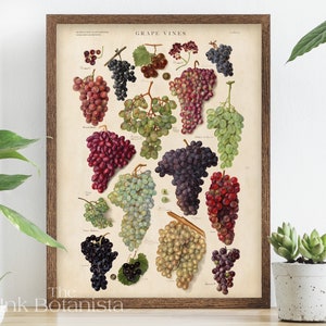 Vintage Grape Types Chart, Grape Vines Print, Wine Making Gift, Winery Decor, Kitchen Wall Art, Restaurant Decor, Wine Print, Reproduction